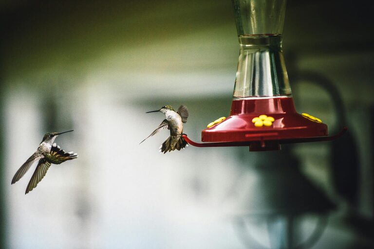 Beginner Tips for Backyard Birdwatching: A Simple Guide to Start